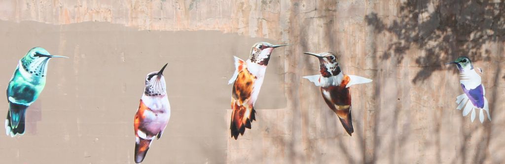 Go to the Humming Birds page
